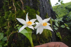 Coelogyne nervosa